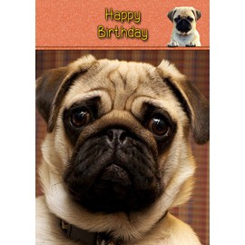 Pug Dog Birthday Card