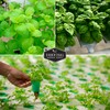 Hydroponics Herb Seed Collection for Planting - Curled Parsley, Sage,