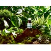 Vegetology Omega 3 | Vegan Omega 3 from Microalgae |