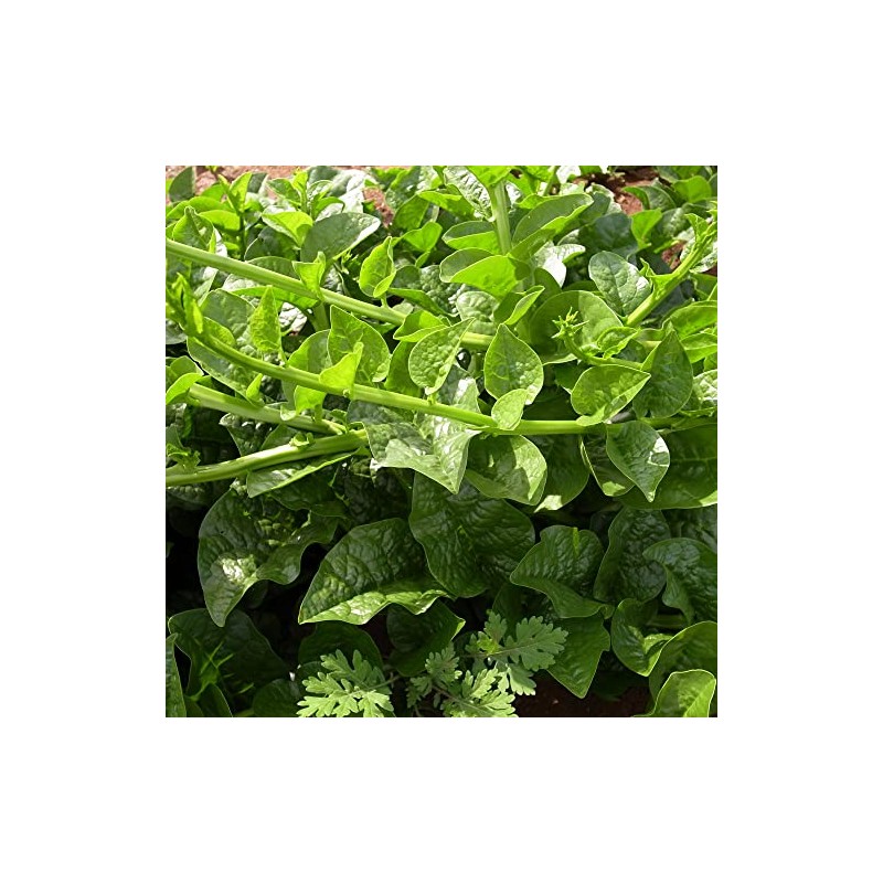 Malabar Spinach Seeds - Green Vines Supreme - 4 Oz