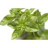 Basil Seeds, Genovese, 250+ Heirloom, Non GMO Seeds, Ocimum basilicum.
