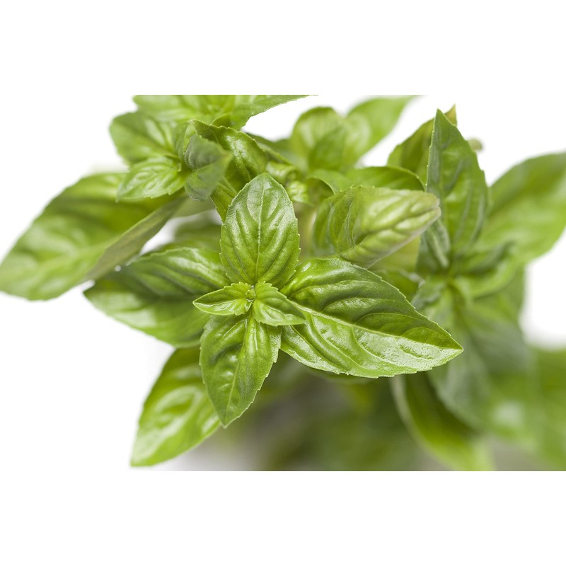 Basil Seeds, Genovese, 250+ Heirloom, Non GMO Seeds, Ocimum basilicum.