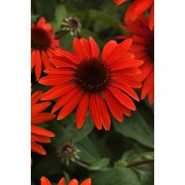 Perennial Farm Marketplace Echinacea Sombrero Sangrita (Coneflower) Perennial, Size-#1 Container, Red Flowers