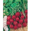 Mr Fothergill?s Seeds Ltd 14579 Vegetable Seeds, Radish Prinz Rotin