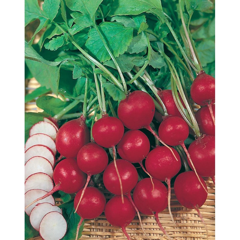 Mr Fothergill?s Seeds Ltd 14579 Vegetable Seeds, Radish Prinz Rotin