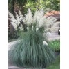 Pampas Grass Blue Bayou | 3 Live Plants | Cortaderia