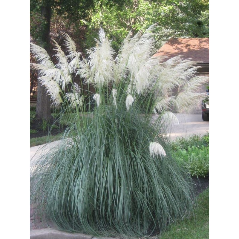Pampas Grass Blue Bayou | 3 Live Plants | Cortaderia