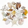 VESDORAIX 24 Kinds of Large Natural Seashells,1.2''-4.8'' 24PCS Large Seashells