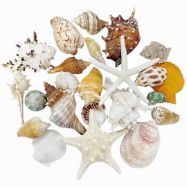 VESDORAIX 24 Kinds of Large Natural Seashells,1.2''-4.8'' 24PCS Large Seashells for Crafts,Home Decorations,Beach Wedding Decorations,Large White Sea Shells for Ocean Themed Parties,Vase Filler