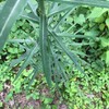 Palm Beach Medicinal Herbs - Wild Lettuce (Lactuca virosa) -