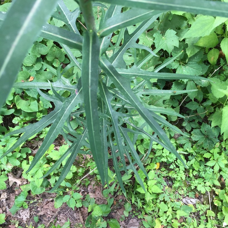 Palm Beach Medicinal Herbs - Wild Lettuce (Lactuca virosa) -