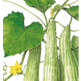 Womack Farm Armenian Light Green Cucumber seeds 35+ Seeds. Heirloom~Organ