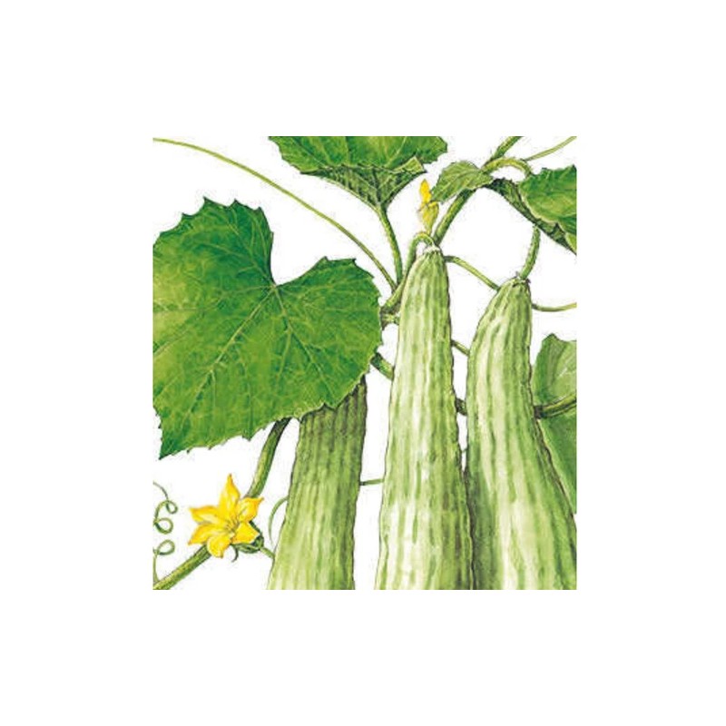 Womack Farm Armenian Light Green Cucumber seeds 35+ Seeds. Heirloom~Organ