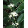 Rainforest Plum Eugenia Candolleana Cambui Roxo Murtinha Purple Fruit Tree