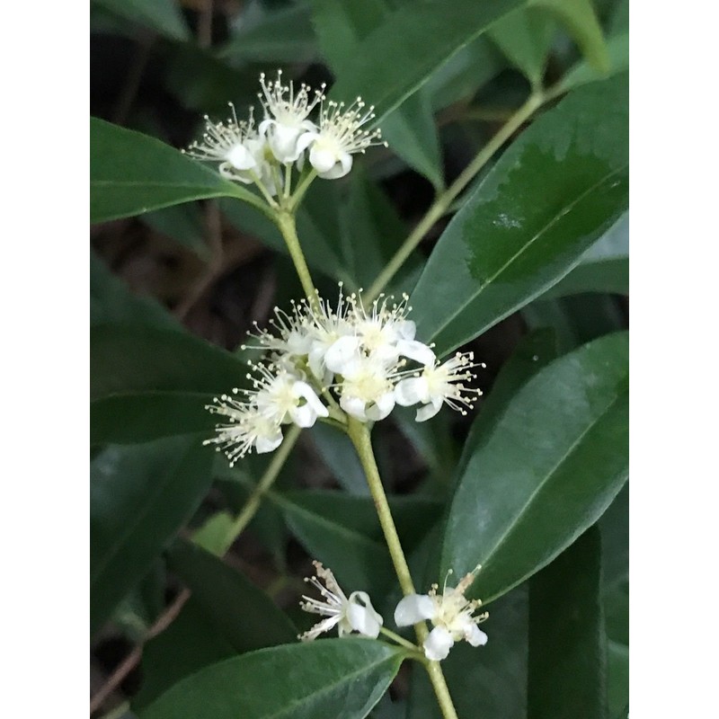 Rainforest Plum Eugenia Candolleana Cambui Roxo Murtinha Purple Fruit Tree
