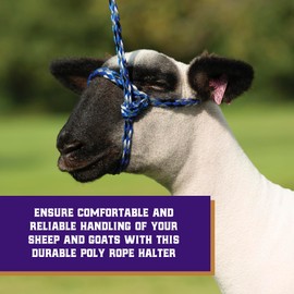 Weaver Leather Livestock Poly Rope Sheep Halter, Blue/Black/Gray