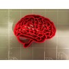 Brain Anatomy Cookie Cutter