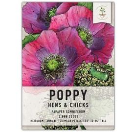 Seed Needs, Hens & Chicks Poppy Seeds - 2,000 Heirloom Seeds for Planting Papaver somniferum - Annual Wildflowers That Attract Pollinators to The Garden (1 Pack)