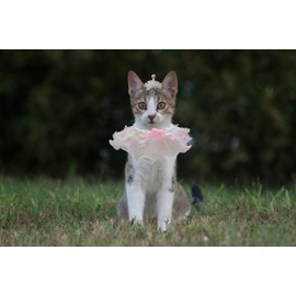 Mokburrim Birthday Party Supplies for Dogs and Cats Party Holiday Wedding Princess Costume Reusable Decorations Outfits for Multi Sizes Pets Hat and Bib Bandana Set(Pink)