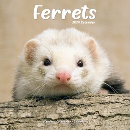Ferrets - Frettchen 2024 - 16-Monatskalender: Original Avonside-Kalender [Mehrsprachig] [Kalender] (Wall-Kalender)