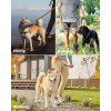 OutdoorMaster 6ft Bungee Dog Leash with Padded Handles for Medium