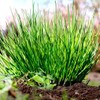Chives Allium Schoenoprasum Wild Onion Wild Garlic Herb Garden Seeds