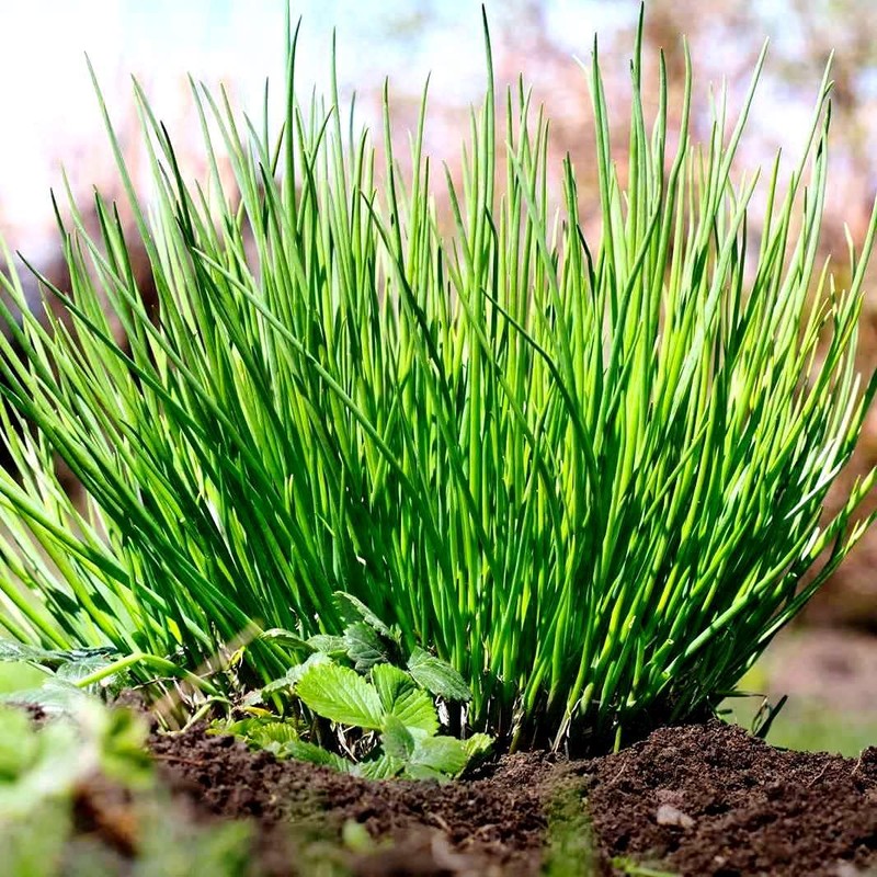 Chives Allium Schoenoprasum Wild Onion Wild Garlic Herb Garden Seeds