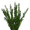 Farm Fresh Natural Myrtle - Pack 100