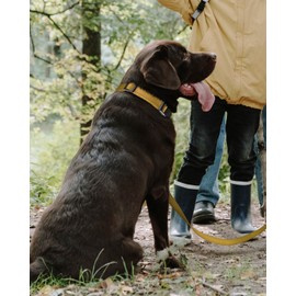 TagMe Reflective Nylon Dog Collars, Adjustable Classic Pet Collar with Quick Release Buckle for Large Dogs, Khaki, 2.5 cm Width