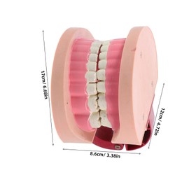 IWOWHERO Realistic Teeth Teaching Model for Portable Dental Model for Elementary Science Education and Oral Health Learning for Classroom and Home Use
