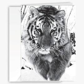 Beautiful Tiger Greeting Card - Blank inside for All Occasions, Larger Size 5x7 - Unique card for Nature Big Cat & Animal Lovers - Artistic Black & White Wildlife Photography card, Holiday Card
