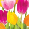 Creative Converting 18 Count Lunch Napkins, Tulip Time