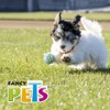 Fancy Pets Pelota Fetch Spiky Color Azul Tamaño Chico para
