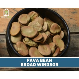 Southern Seeds Bean, Fava Broad Windsor - 10 Seeds, Heirloom Vegetable (Vicia faba)