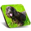 1 x Square Jumbo Size Coaster 12cm Irish Water Spaniel
