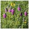 Everwilde Farms - 1/4 Lb Purple Prairie Clover Native Wildflower