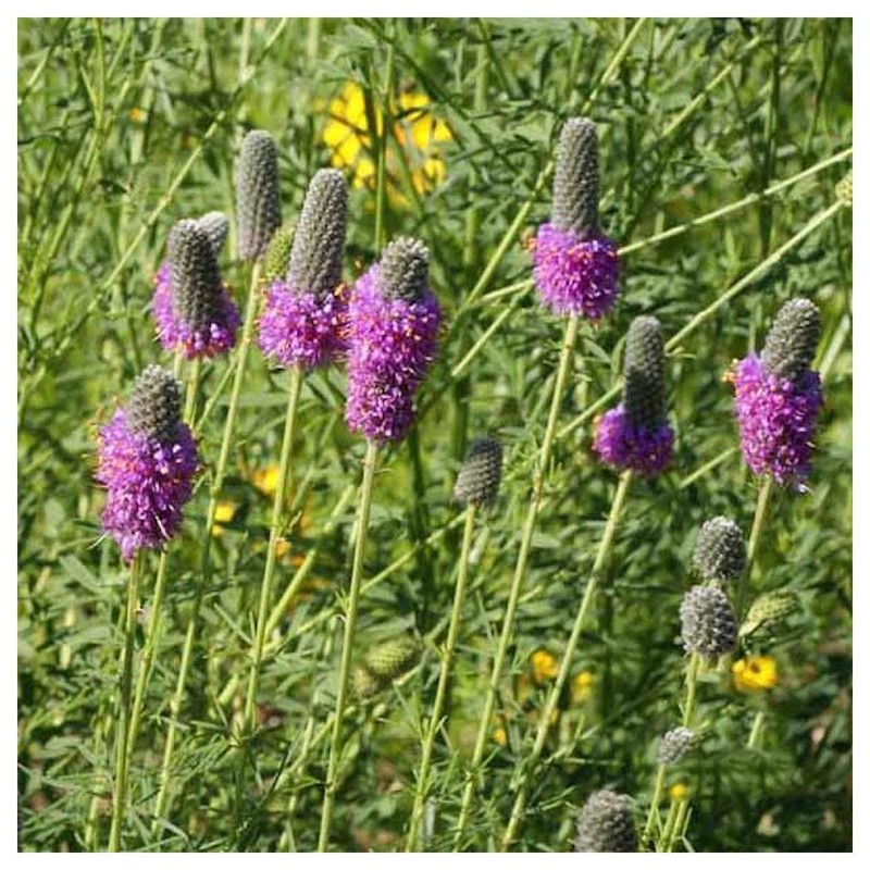 Everwilde Farms - 1/4 Lb Purple Prairie Clover Native Wildflower