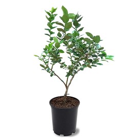Home Bell Blueberry Bush, Rabbiteye, Abundant Harvests, Vigorous Growth, Ornamental Value, 1 gal, Nursery Pot (Due to Agricultural Laws, we Cannot Ship to CA, AZ, AK, or HI)