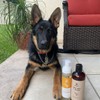 Shampoo en Seco para Perros y Cachorros - Sin Sulfatos