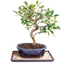 Brussel's Bonsai Live Golden Gate Ficus Indoor Bonsai Tree - Medium, 7 Years, 8 to 16 In - Live Bonsai Tree in Ceramic Bonsai Pot and Humidity Tray