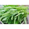 CZ GRAIN 50 Water Spinach Seeds to Grow Ong Choy