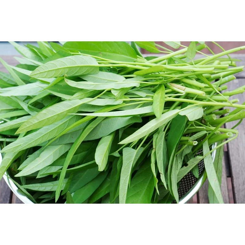 CZ GRAIN 50 Water Spinach Seeds to Grow Ong Choy