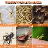 Spider Cage Manti Feeding Box Reptile Mealworms Breeding Box to