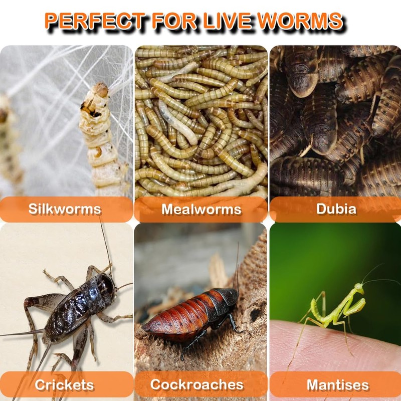 Spider Cage Manti Feeding Box Reptile Mealworms Breeding Box to