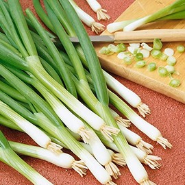 Bunching - Warrior AAS Onion Seeds - 1 g Packet ~225 Seeds - Non-GMO - Vegetable Garden - Allium fistulosum