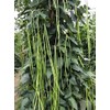 30PCS Yard Long Bean Seeds Heat Tolerant Non-GMO Heirloom Seeds