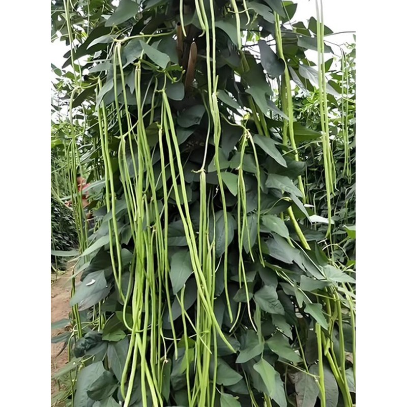 30PCS Yard Long Bean Seeds Heat Tolerant Non-GMO Heirloom Seeds