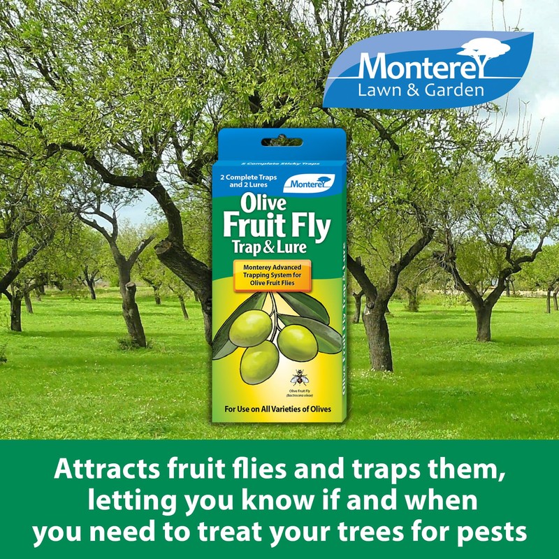 Monterey Olive Fruit Fly Trap and Lure