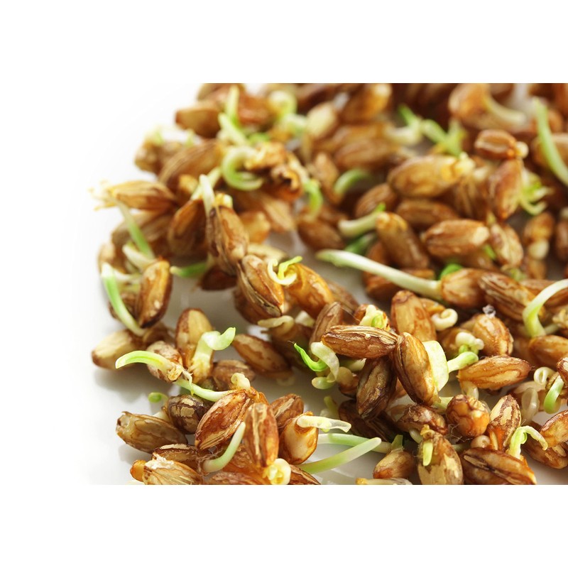 Food to Live Hard Red Wheat Berries, 1 Pound –