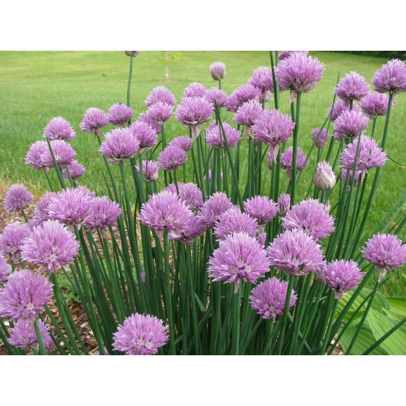 KIRA SEEDS - Seeds Chives Onion - Heirloom Vegetable -